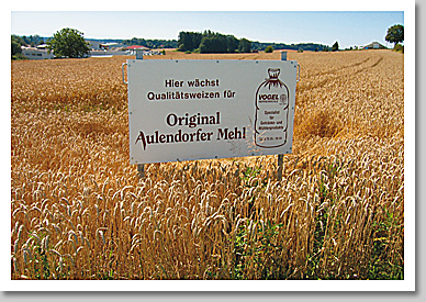 Das Getreide für unser Mehl wächst rund um Aulendorf
